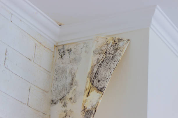 Best Emergency Mold Remediation  in Rincon, GA